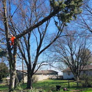 Lackeys Tree Service