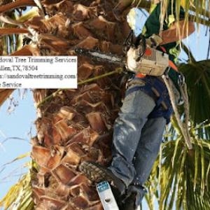 Sandoval Tree Trimming Services