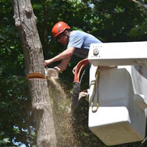 Northern Essex Tree Service
