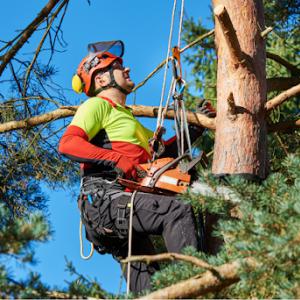Right Way Tree Service