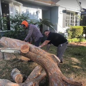 Inexpensive Tree Services