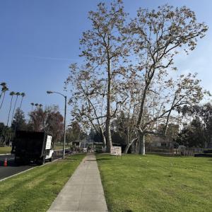 Castaneda's Tree Trimming