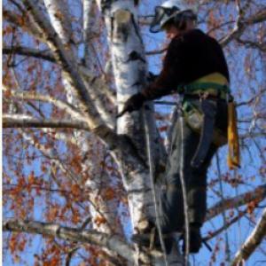 Professional Tree Service