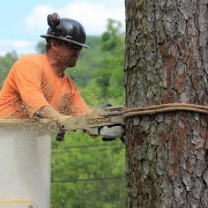 Evans Tree Service