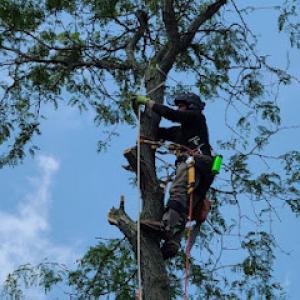Bluegrass Tree & Lawn