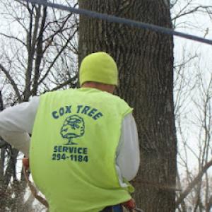 Cox Tree Service