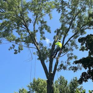De La Sierra Tree Service