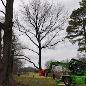 Wingate's Tree Service