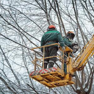 Miller Tree Company - Tree Service