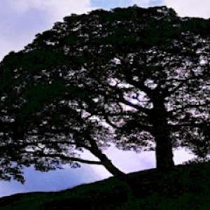 Hill Top Tree Service