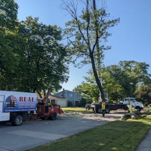 Real Tree Care