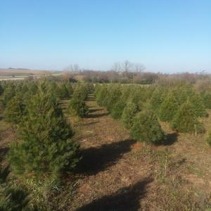 Phillips Christmas Trees