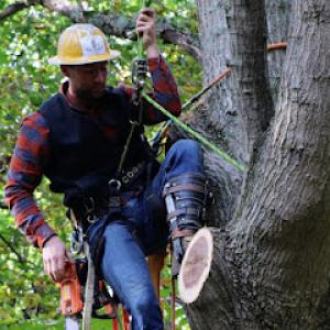 Hoot Owl Tree Service