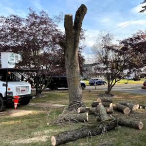 E-Z Does It Tree Service Of Hazel Crest