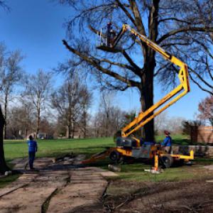 Williams Jr Tree Service & Firewood