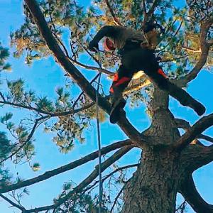 Quality Tree & Landscape