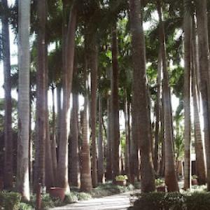 Broward Tree Service