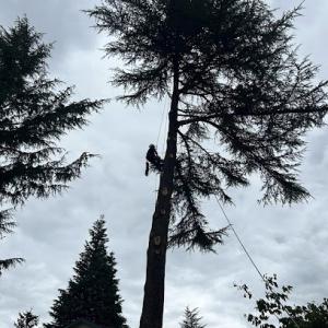 Green Valley Tree Care