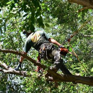 Primetime Pruning & Tree Removals