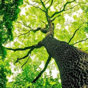 Johnson's Tree Service & Stump Grinding