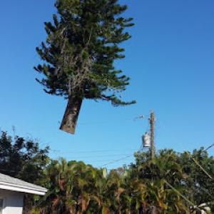 ABC Tree Service