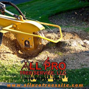 All Pro Tree Services