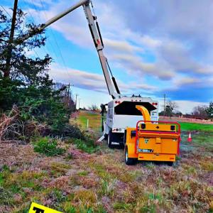 Mafio's tree experts