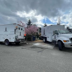 Western Hemlock Tree Service