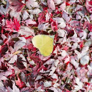 Creekside Tree Nursery