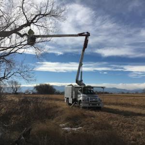 Mountain Tree Care