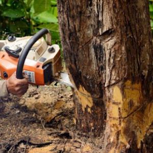 Bittmann Tree Service