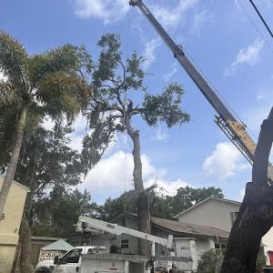 Experienced Tree Service