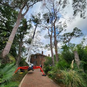 : Sendero Arbor Care