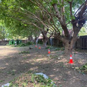 Carrillo's Tree Care