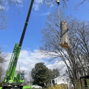 Southern Arborists