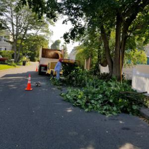 The Magnolia Tree Services