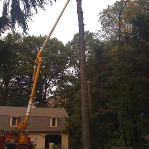 Yatsinko Tree Service