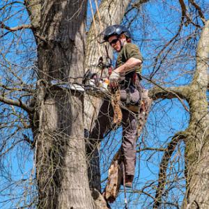 Freedom Tree Service