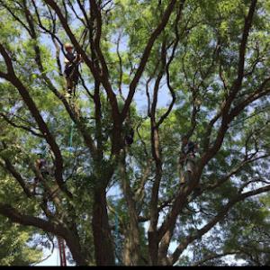 Gordon’s Tree & Shrub