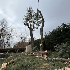 Martinez Tree Work CT