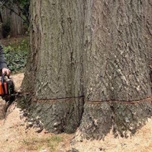 Jeff Smith All Seasons Tree