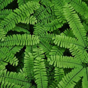 Eco Harmony Landscape & Design