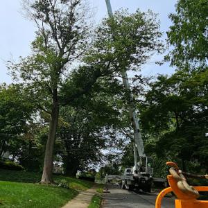 Steady Tree Service