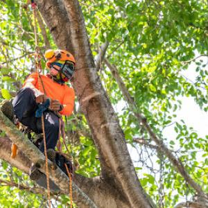 ArborGreen Tree Health Care