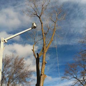 C. Mays Tree Experts