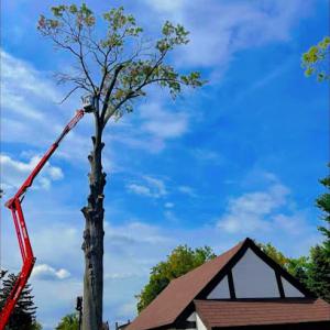 Buckeye Tree Services