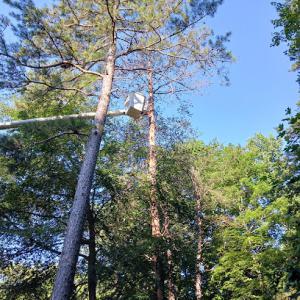 Action Tree Service