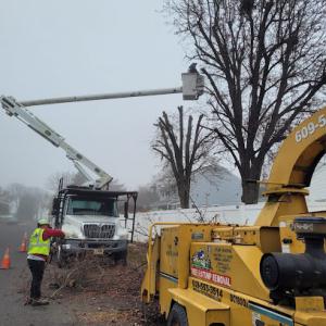 Master Tree Removal Services