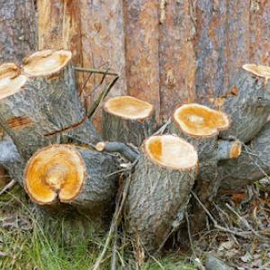 Butler County Landscaping