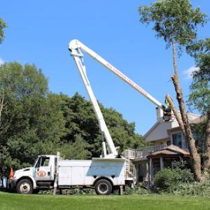Big Chipper Tree Service